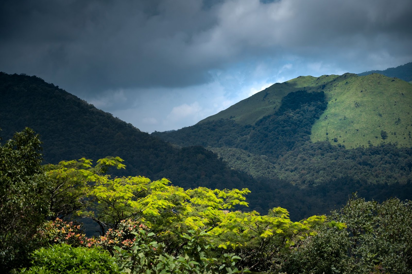 Lush green Beforest conservation landscape